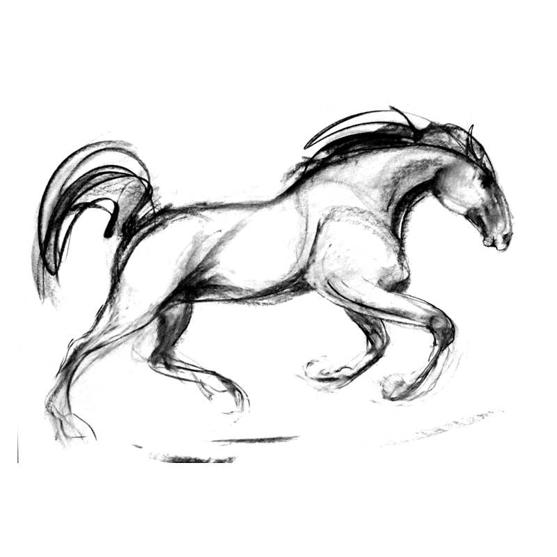 Stallion Drawing Pic