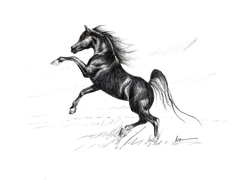 Stallion Drawing Pics