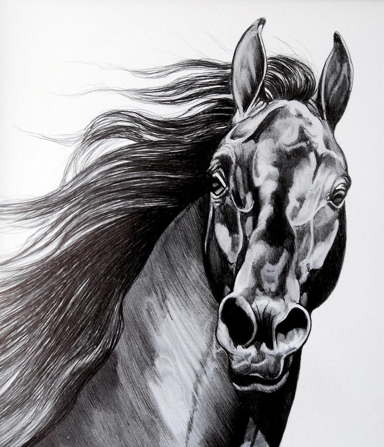 Stallion Drawing Picture