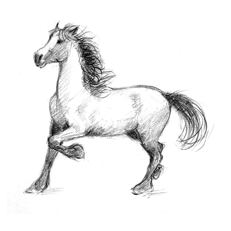 Stallion Drawing Sketch