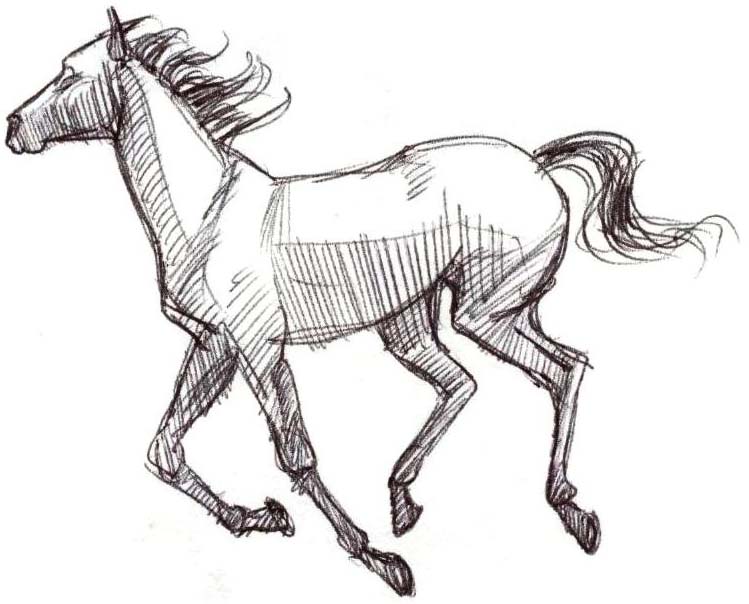 Stallion Drawing