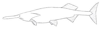 Swordfish Drawing Pic