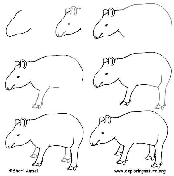 Tapir Drawing Amazing
