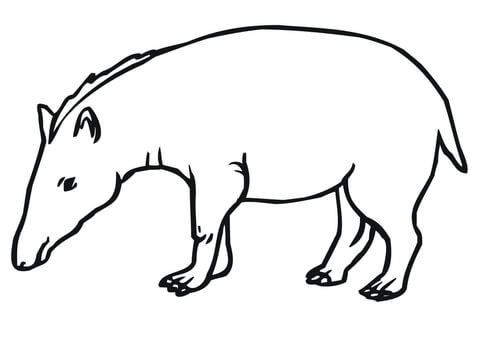 Tapir Drawing Art