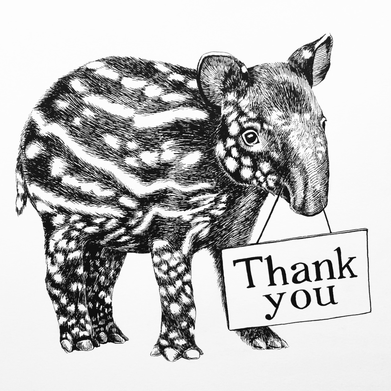 Tapir Drawing High-Quality