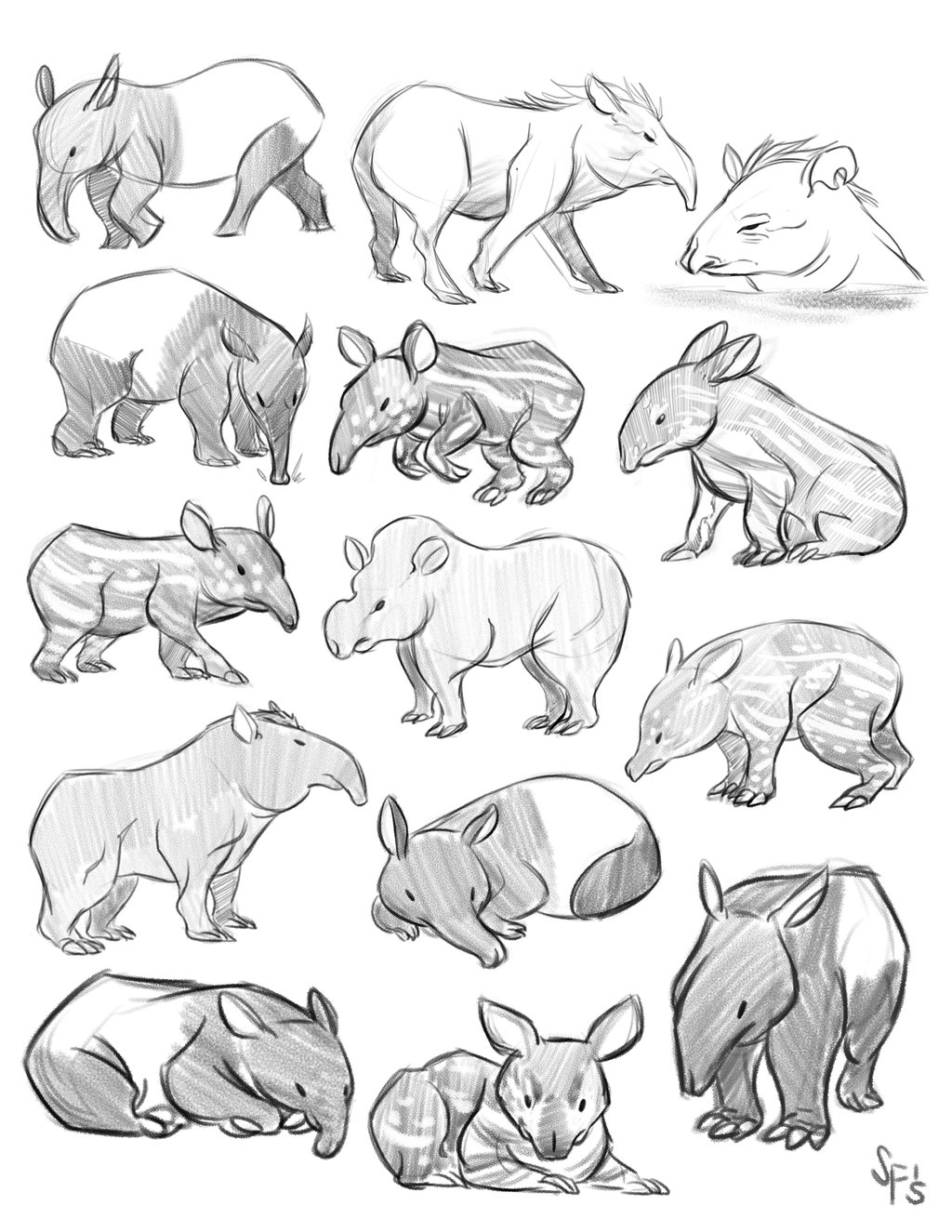 Tapir Drawing Image