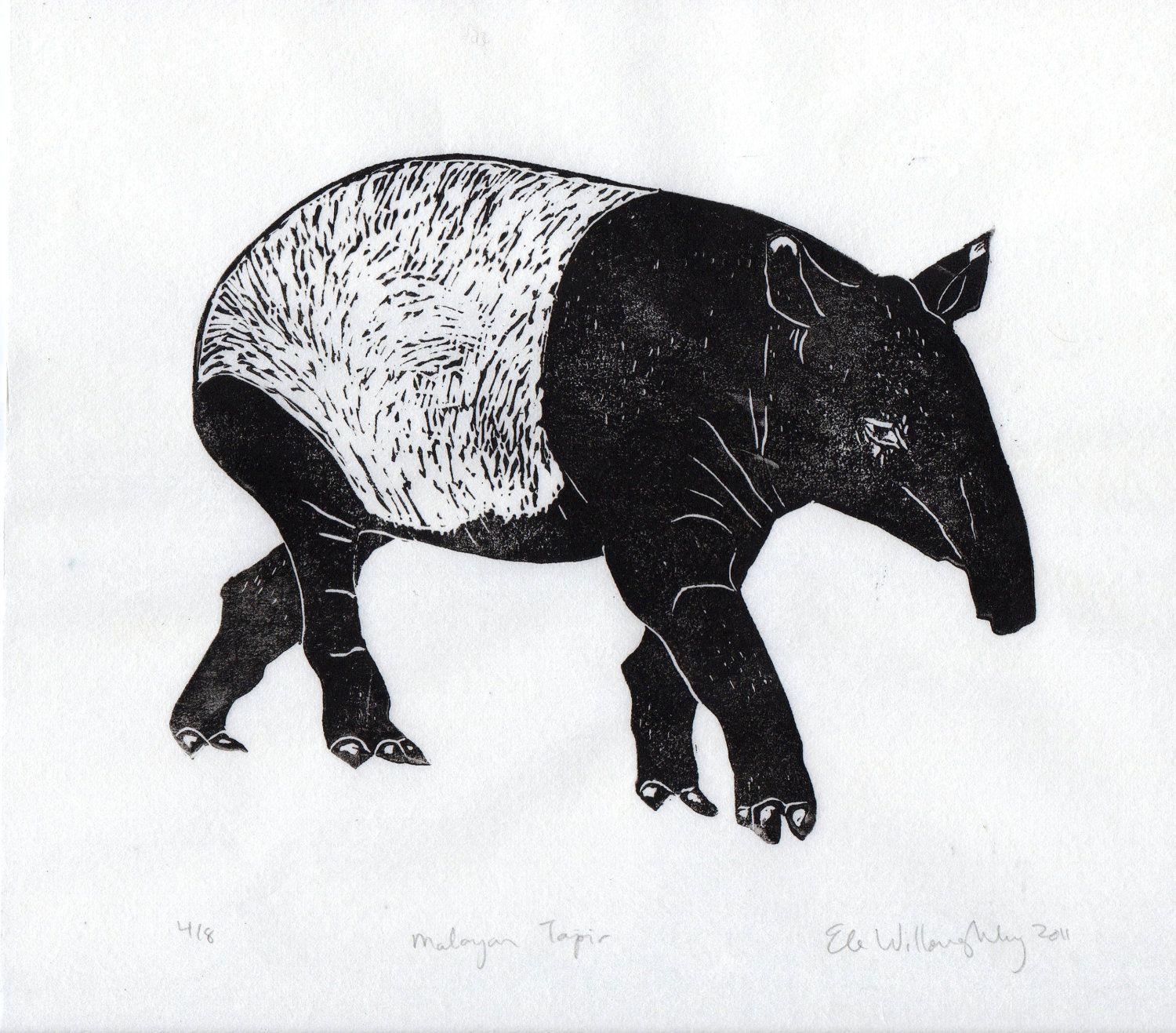 Tapir Drawing Photo