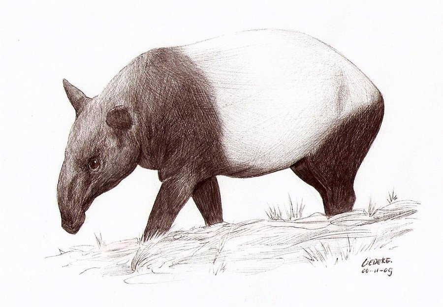 Tapir Drawing Pic