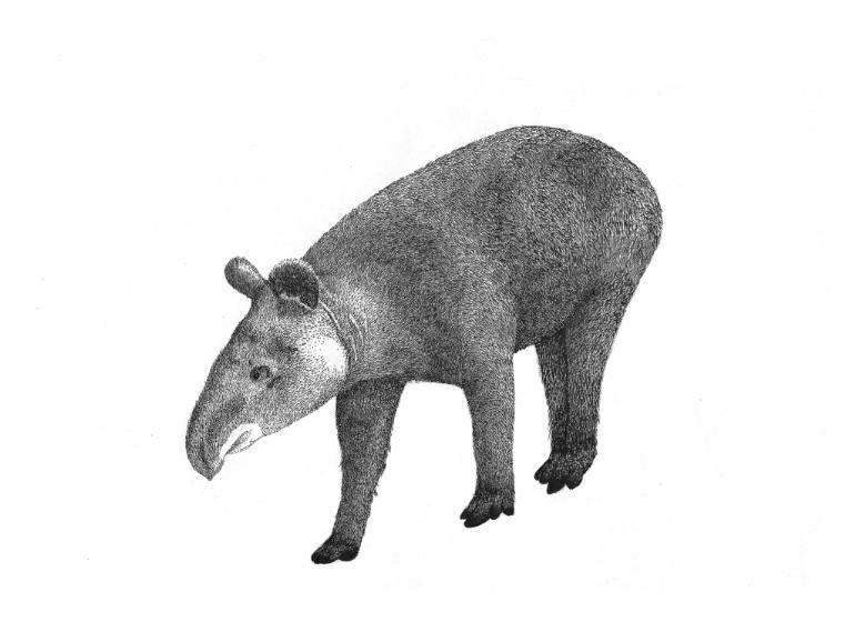 Tapir Drawing Pics
