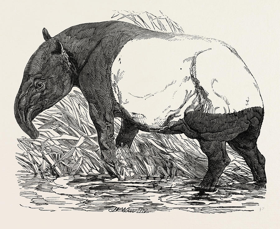 Tapir Drawing Picture