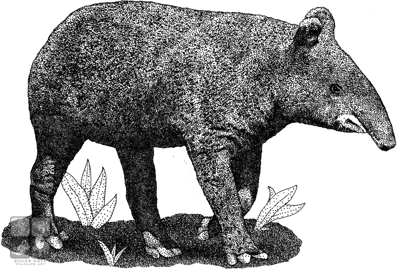 Tapir Drawing Sketch