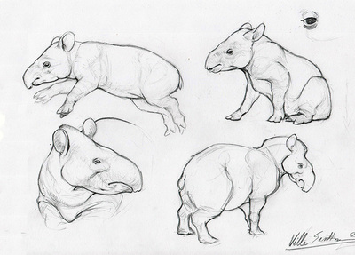Tapir Drawing