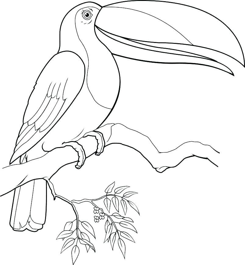 Toucan Drawing Amazing
