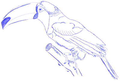 Toucan Drawing Beautiful Image