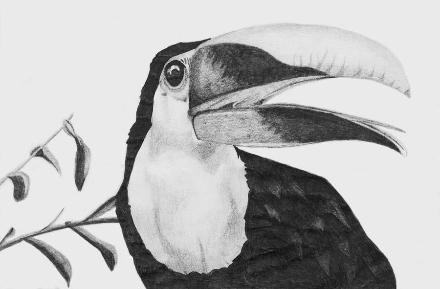 Toucan Drawing High-Quality