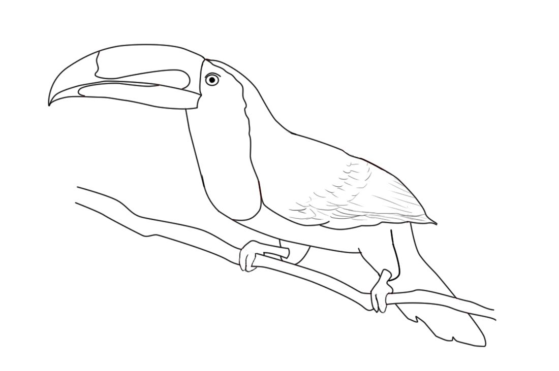 Toucan Drawing Image