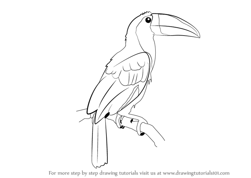 Toucan Drawing Photo