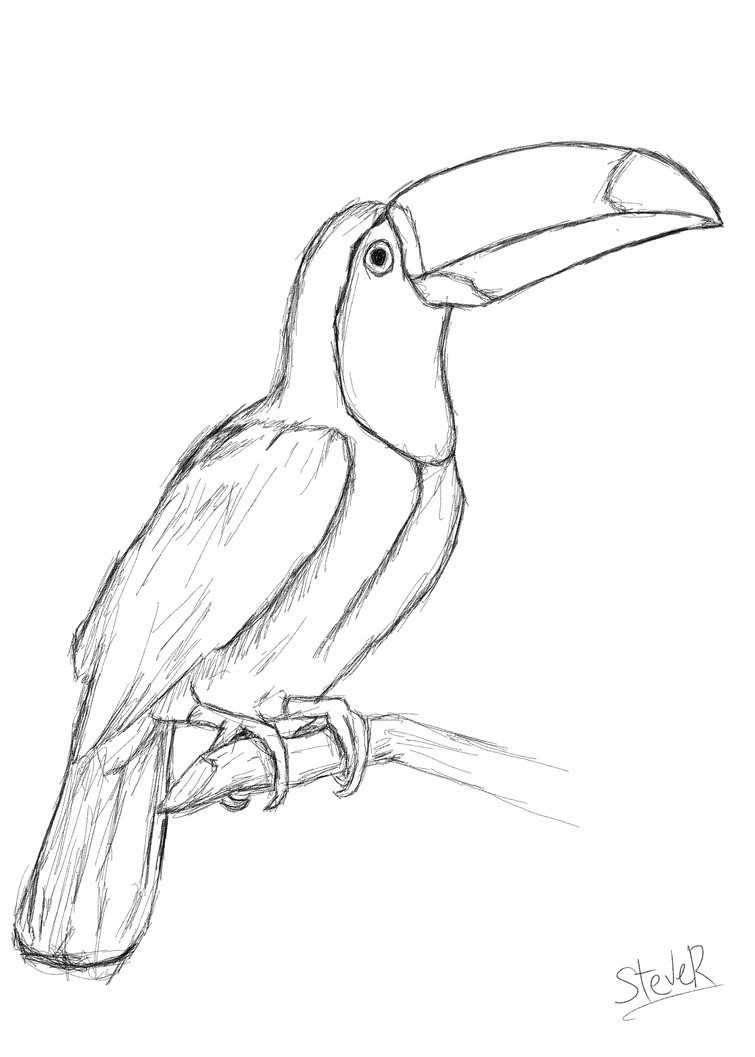 Toucan Drawing Pic