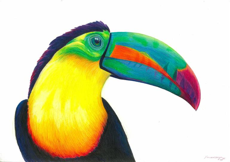 Toucan Drawing Pics