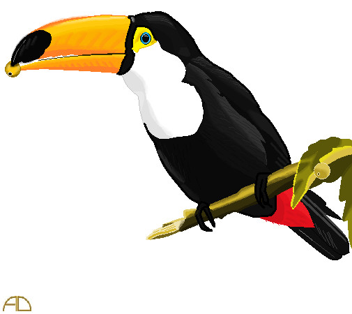 Toucan Drawing Realistic