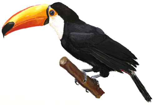 Toucan Drawing Sketch