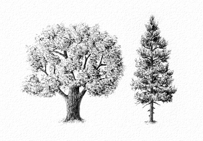 Tree Drawing Beautiful Image