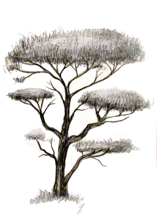 Tree Drawing High-Quality