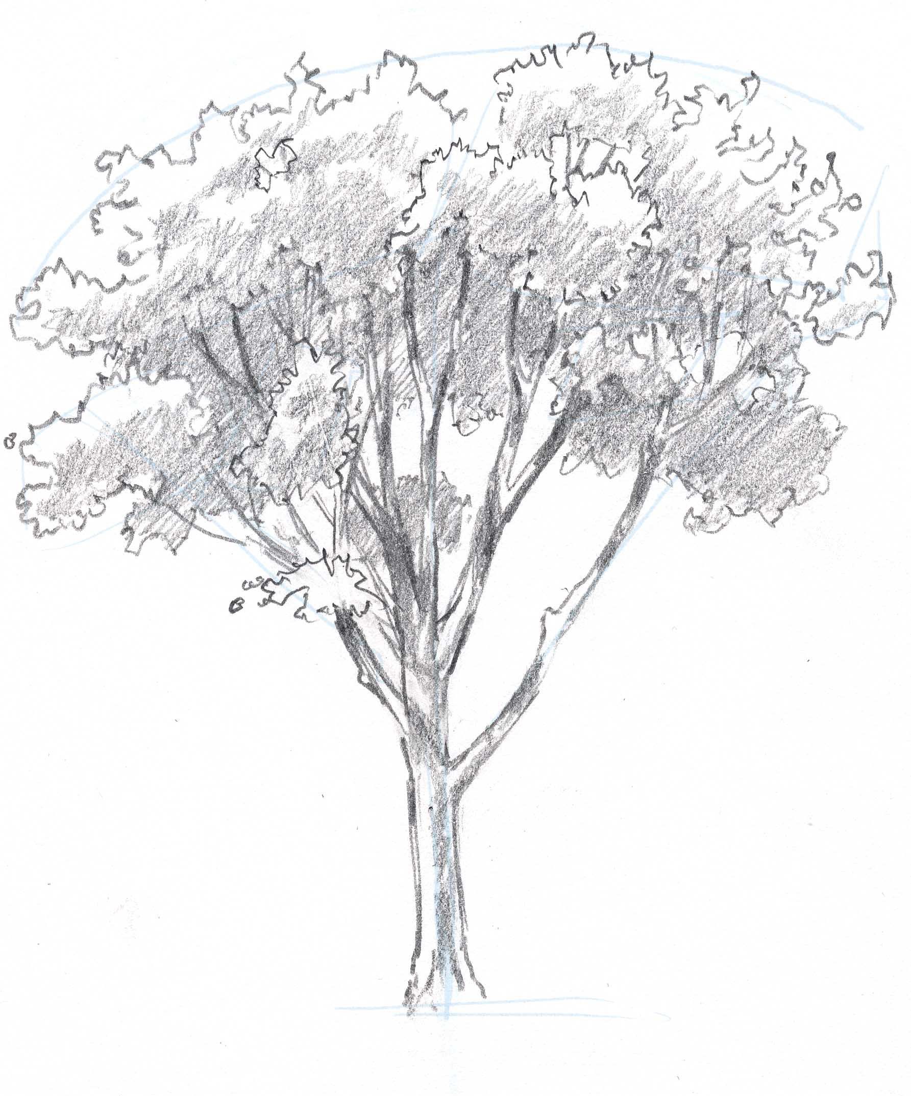 Tree Drawing Pics