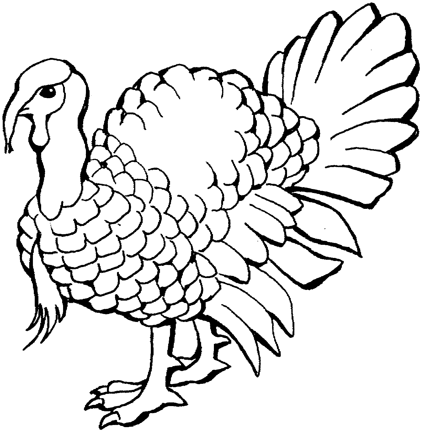 Turkey Bird Drawing Art