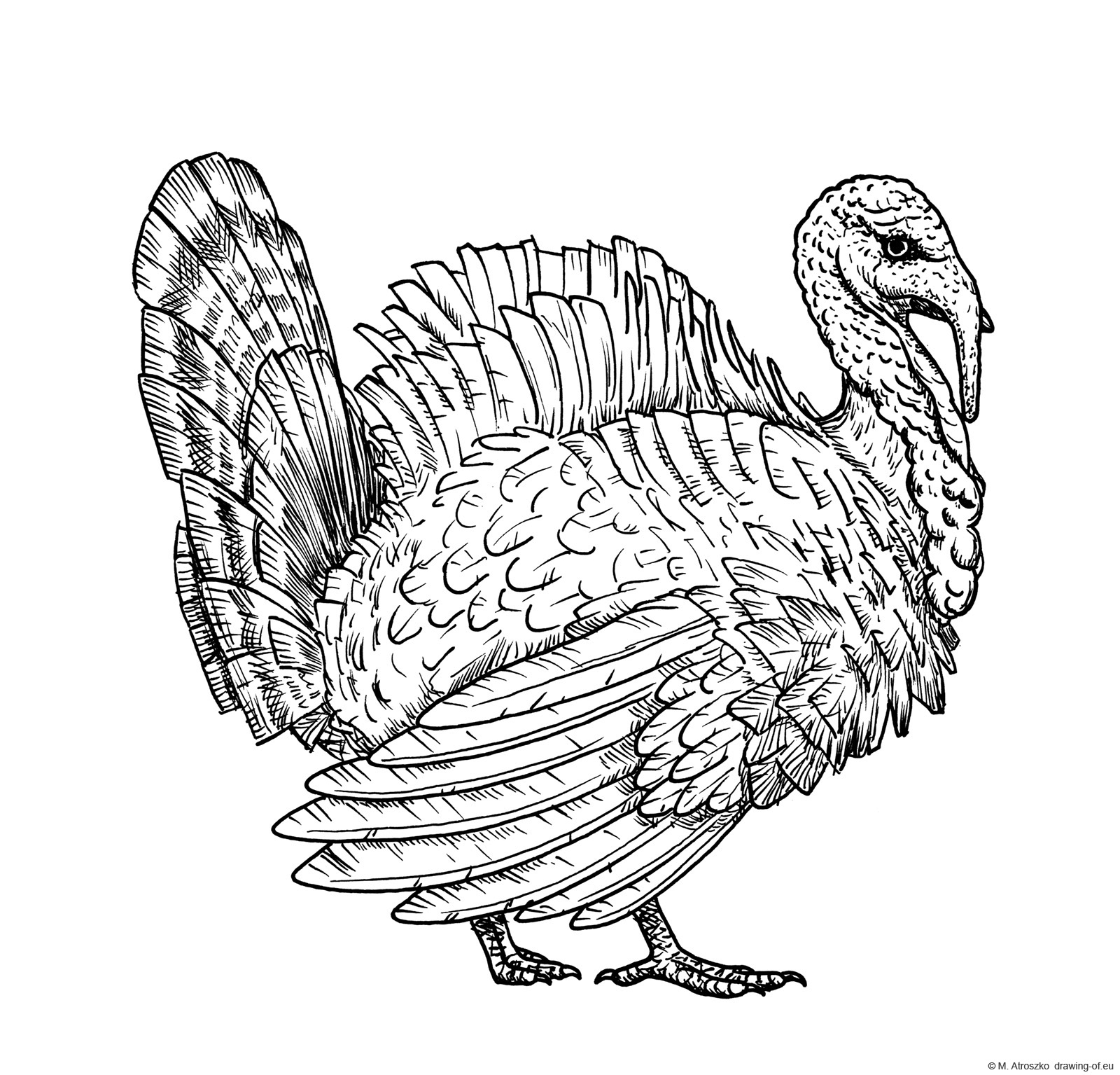 Turkey Bird Drawing Beautiful Art