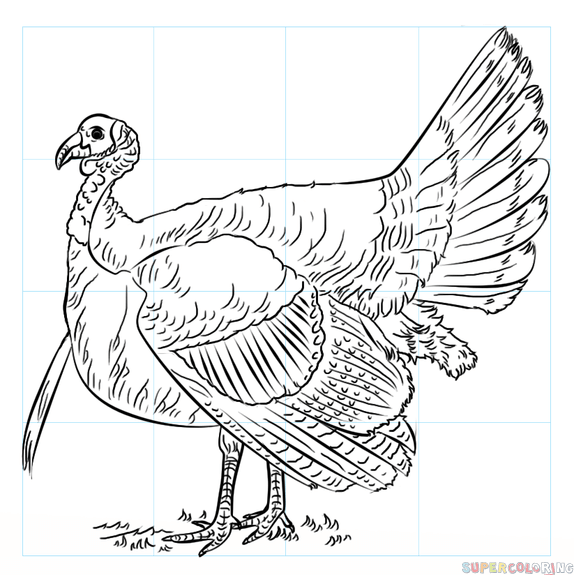 Turkey Bird Drawing Images
