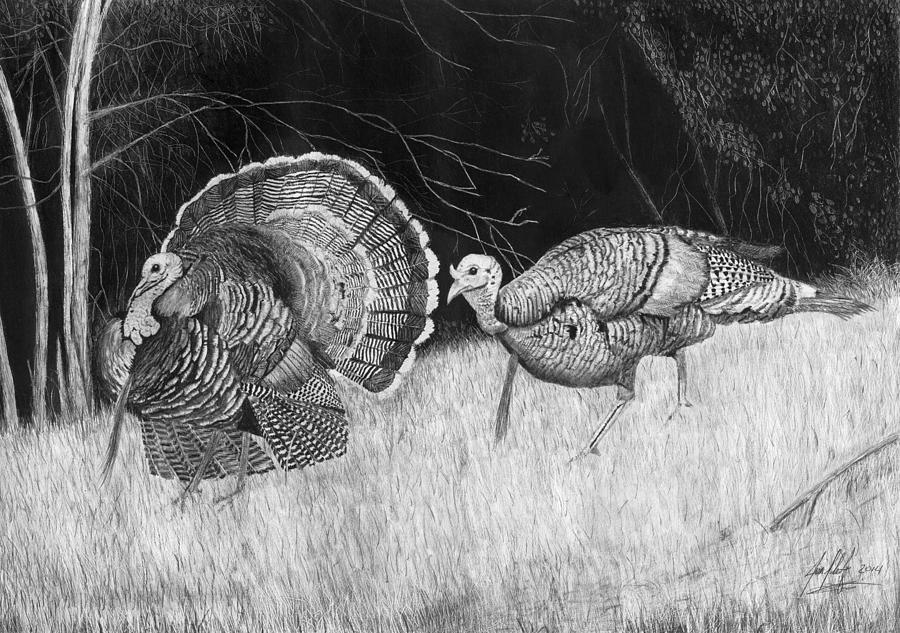 Turkey Bird Drawing Photos