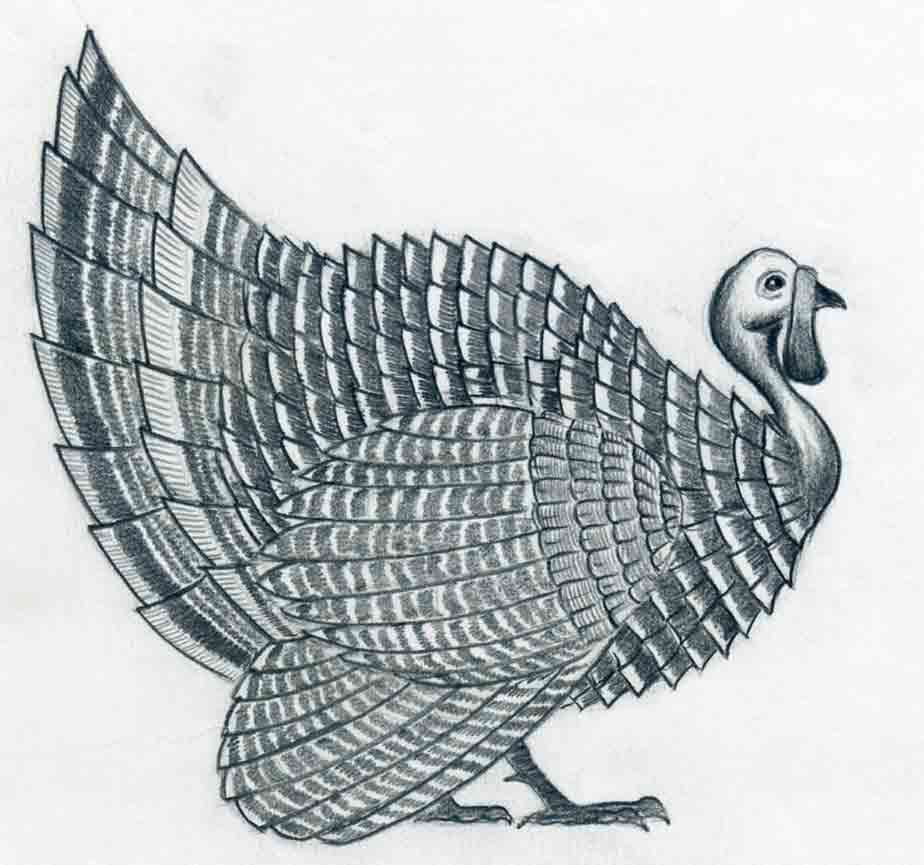 Turkey Bird Drawing Picture