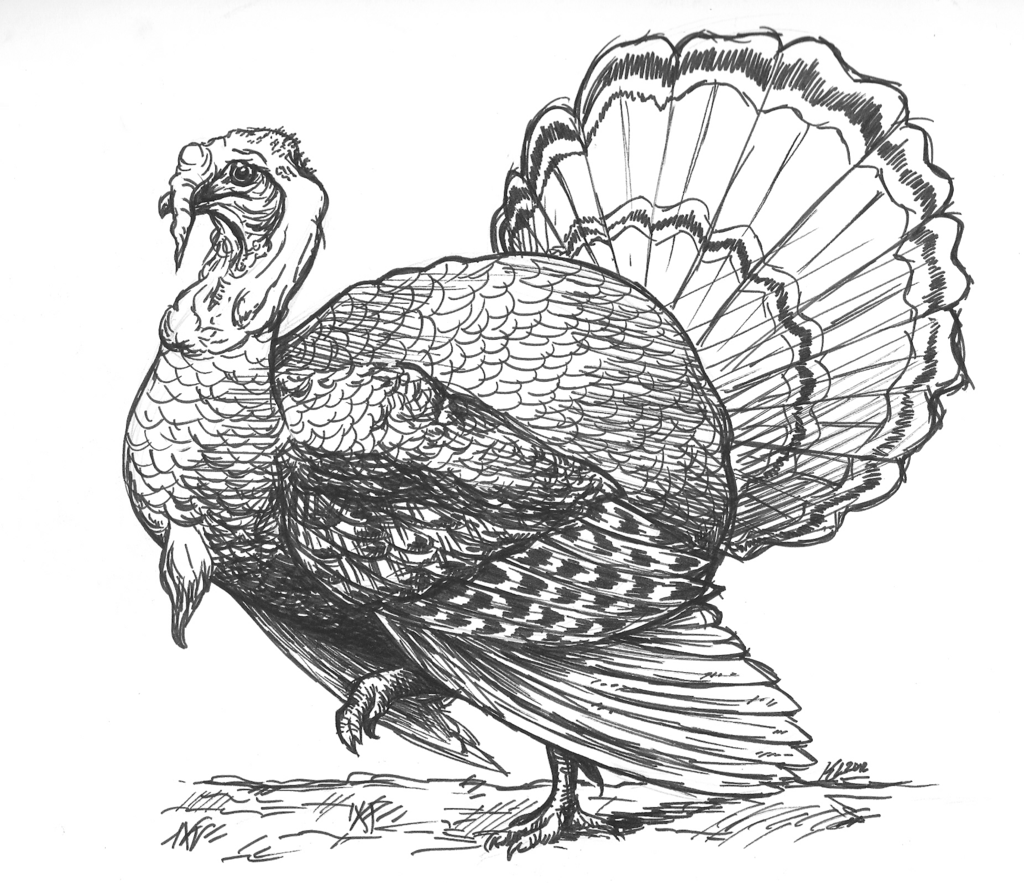 Turkey Bird Drawing