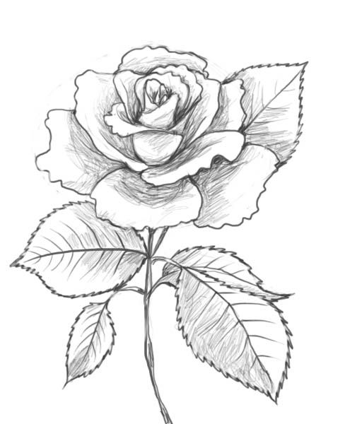 Valentines Day Rose Drawing Image
