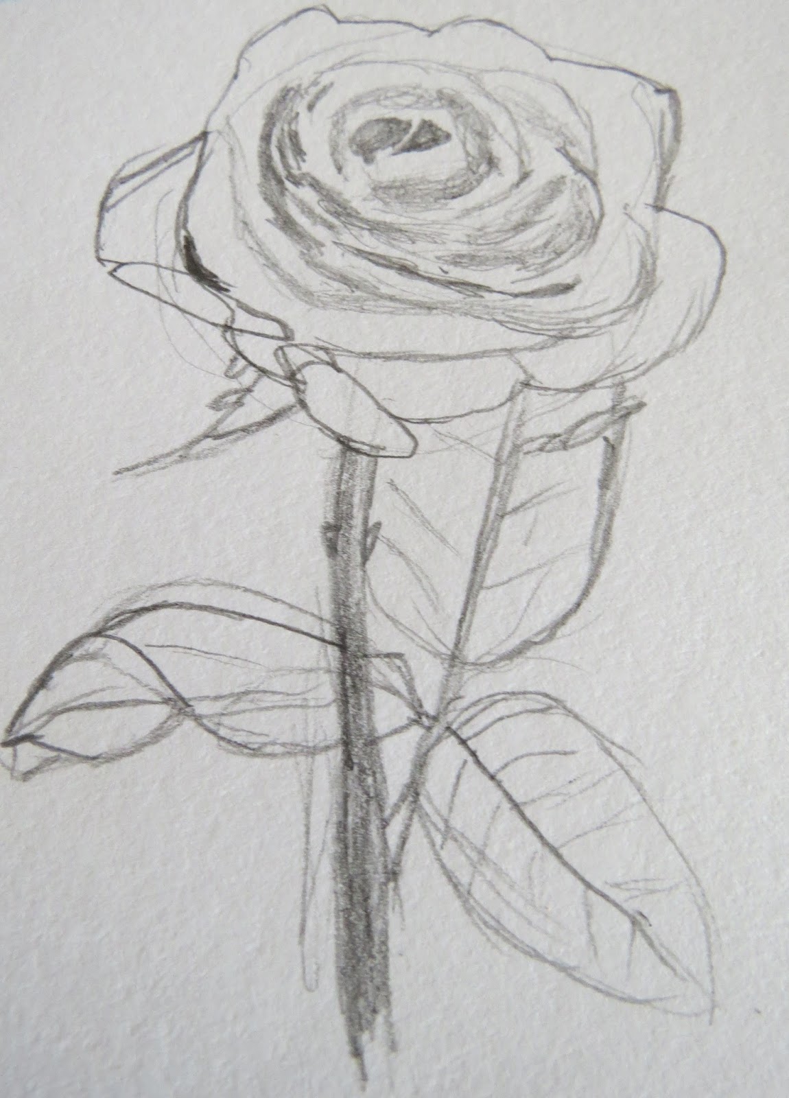 Valentines Day Rose Drawing Pics