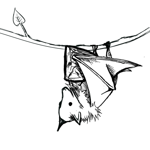 Vampire Bat Drawing
