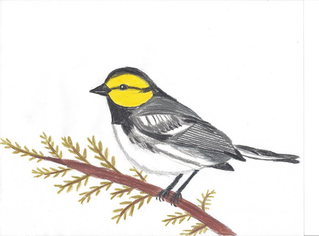 Warbler Drawing Amazing