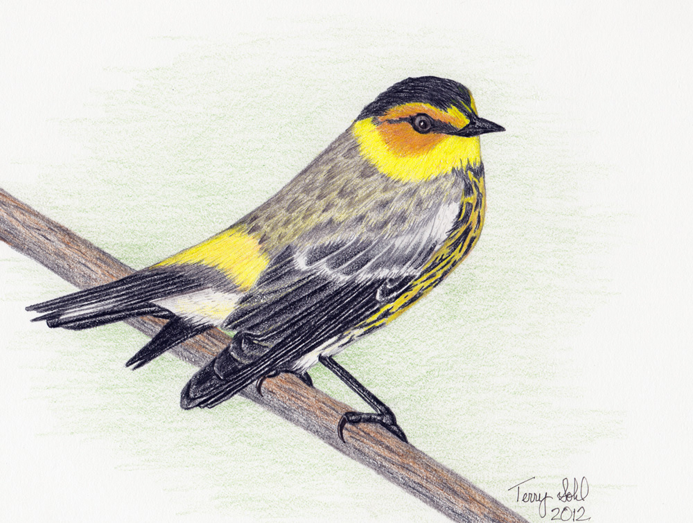 Warbler Drawing Art