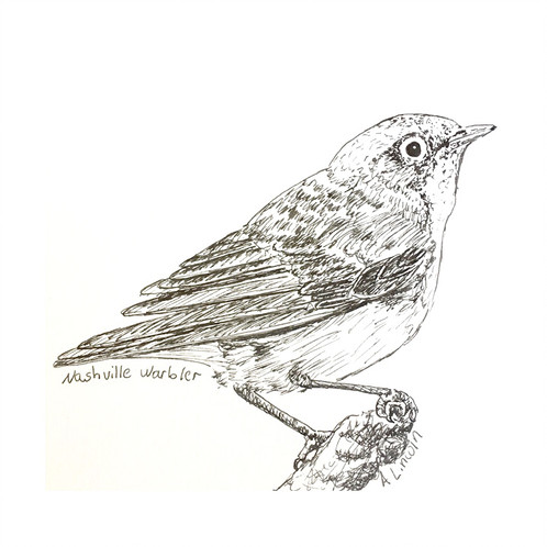 Warbler Drawing Beautiful Image