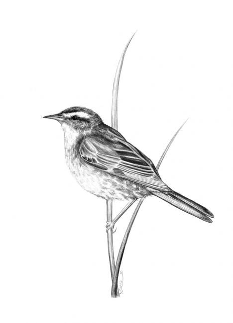 Warbler Drawing Image