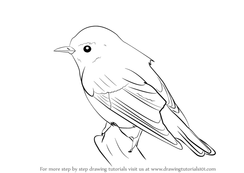 Warbler Drawing Images