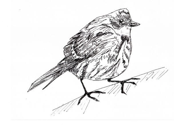 Warbler Drawing Realistic