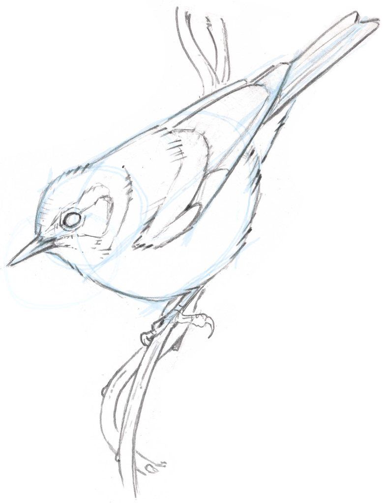 Warbler Drawing