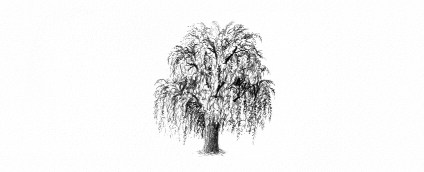 Weeping Willow Tree Drawing Photo