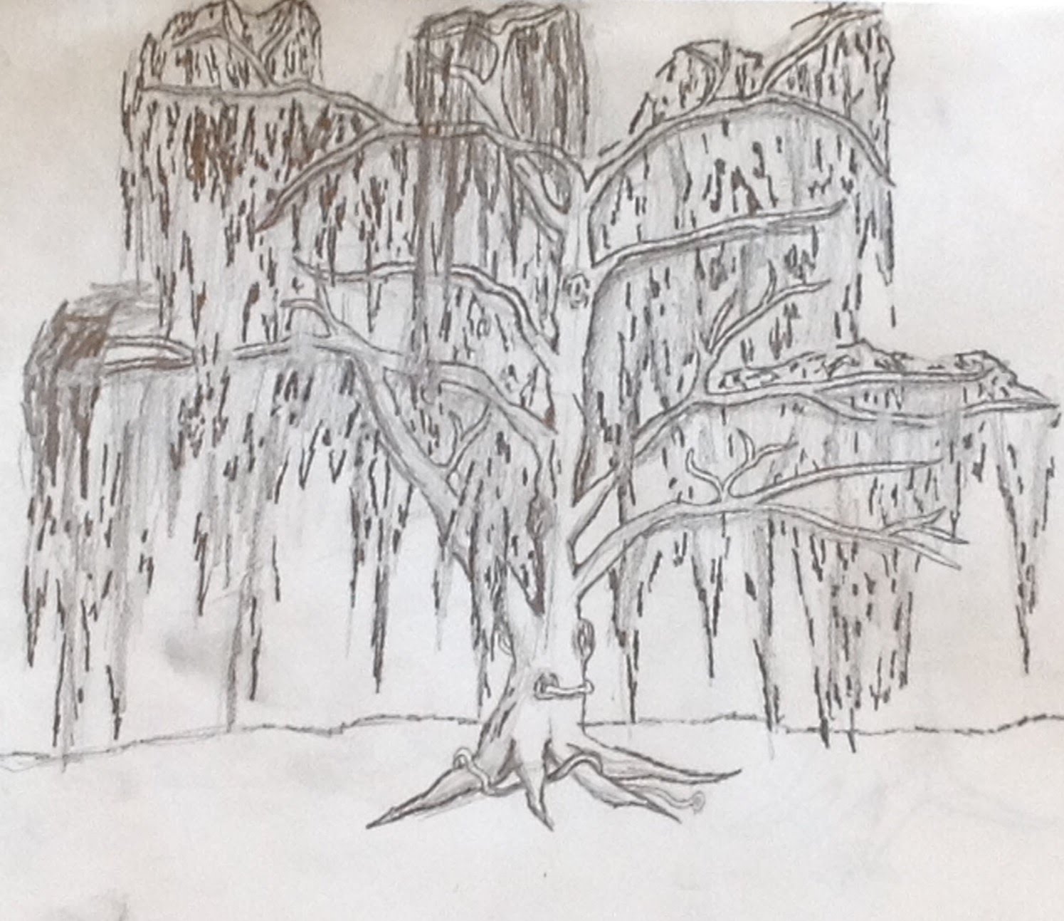 Weeping Willow Tree Drawing Picture