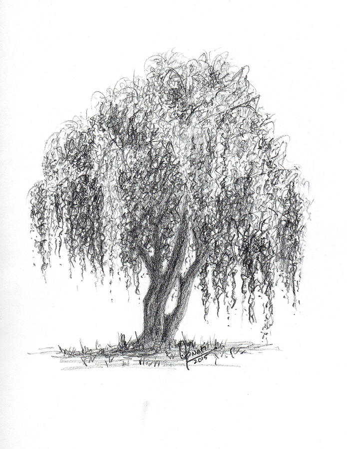 Weeping Willow Tree Drawing Sketch