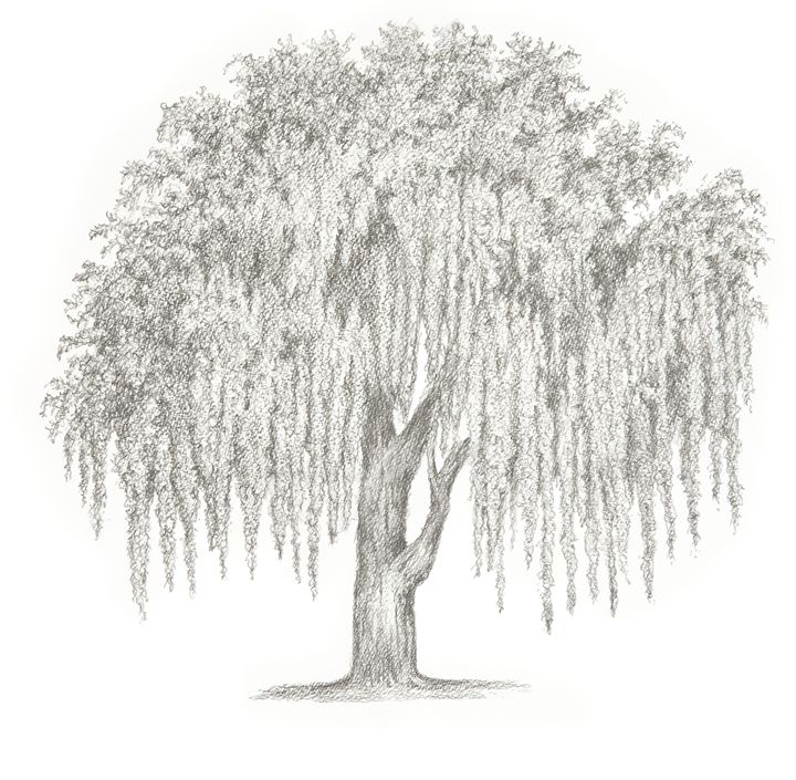 Premium Vector  Abstarct natural black anf white sketch of willow tree  hand drawn
