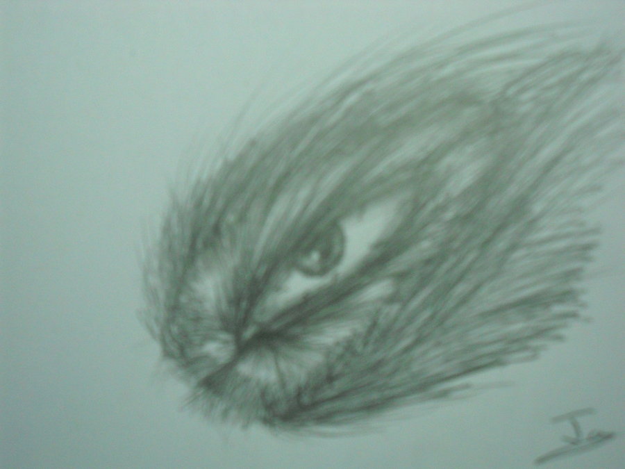 Werewolf Eyes Drawing Sketch