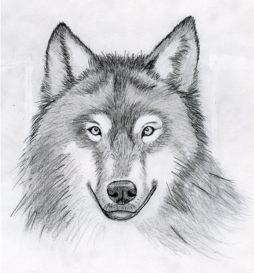 Werewolf Head Drawing Beautiful Art